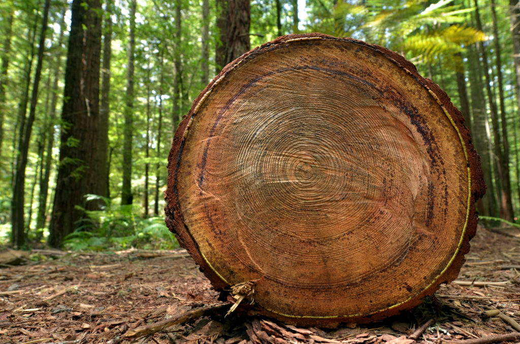 New Zealand wood